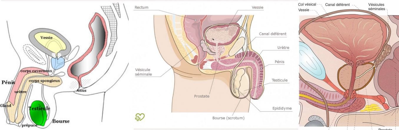 urologiques homme Troubles eurologiques homme