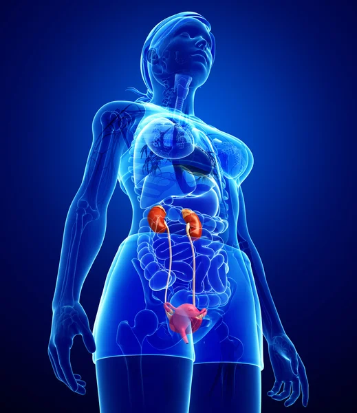 troubles urinaire femme Incontinence Urinaire femme